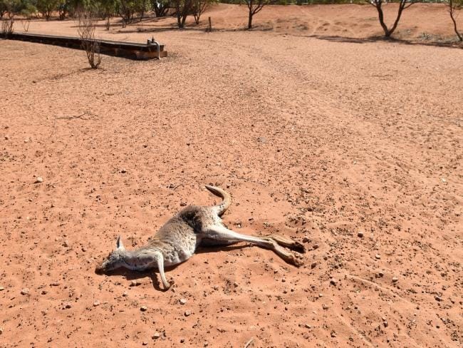 Kết quả hình ảnh cho Queen sends prayers to 'stoic and determined' Australian farmers facing tough drought
