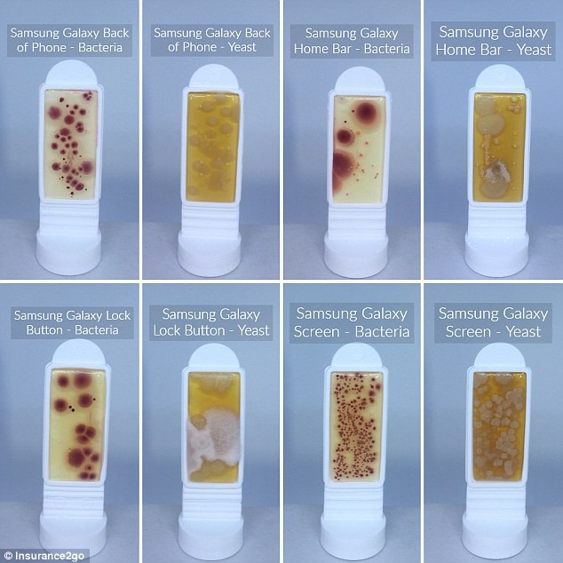 Horrifying images show how your smartphone could be covered in up to ten times as much bacteria as a toilet seat. Pictured are the levels of bacteria and yeast found on different locations of a Samsung Galaxy 8 handset. The highest levels of bacteria of 40 CFU per cm2 was found on the screen (bottom row, second from right)Â