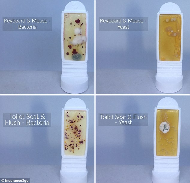 The smartphones had higher levels of bacteria than an office keyboard and mouse (5 CFU per cm2 of yeast and bacteria), as well as a toilet seat and flush (24 CFU)Â
