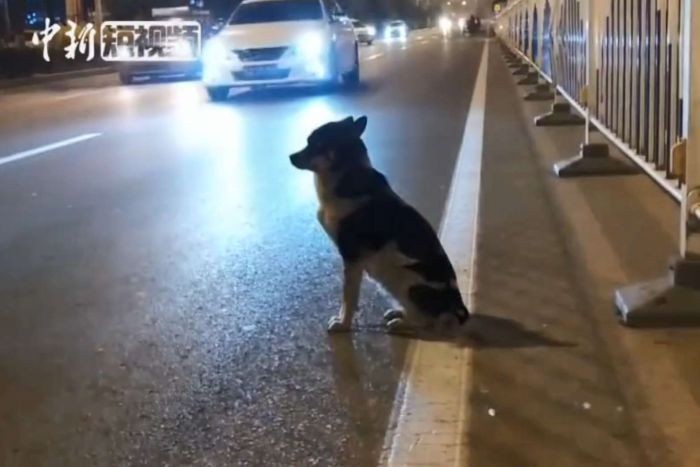 A still image taken from video published by the China News Agency of the dog in China's Inner Mongolia province.