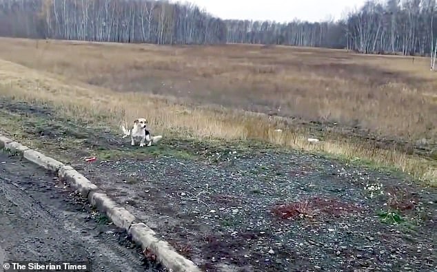 Villagers tried to re-home the dog several times, eventually leaving him a kennel, but he did not want to move