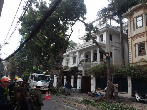Hà Nội: Nhập máy, mời chuyên gia Singapore phục vụ cắt tỉa cây - ảnh 5