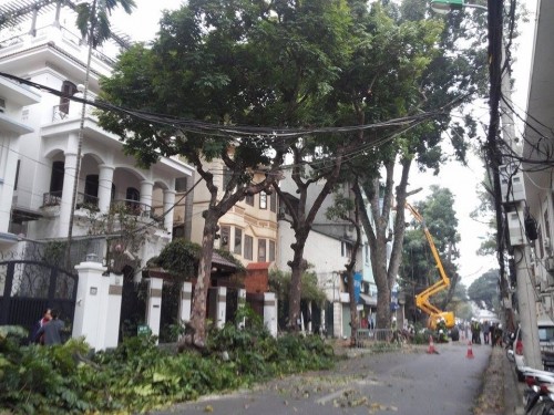 Hà Nội: Nhập máy, mời chuyên gia Singapore phục vụ cắt tỉa cây - ảnh 4