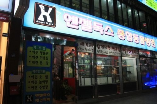 Độc đáo quán cafe chó tại Hàn Quốc - anh 1