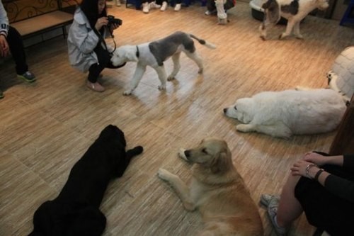 Độc đáo quán cafe chó tại Hàn Quốc - anh 3