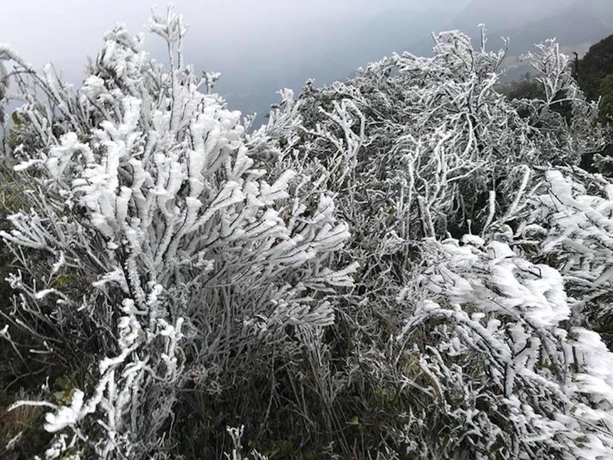 Chuyên gia cảnh báo nguy cơ băng giá, sương muối xảy ra trên các đỉnh Mẫu Sơn, Fansipan,... 
