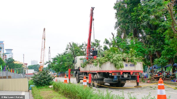 Di chuyển gần 200 cây xanh để thi công đường sắt ở Hà Nội