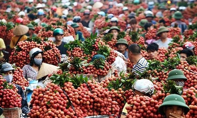 Thương nhân Trung Quốc ùn ùn tới vựa vải thiều lớn nhất Việt Nam