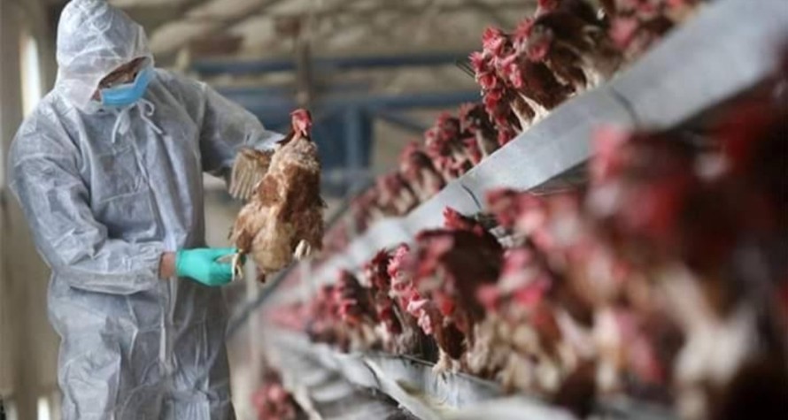 Thủ tướng: Chủ động phòng, chống dịch cúm A H5N1