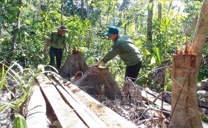 Cây rừng bị đốn chặt được lâm tặc xẻ thành ván để vận chuyển ra ngoài rừng.