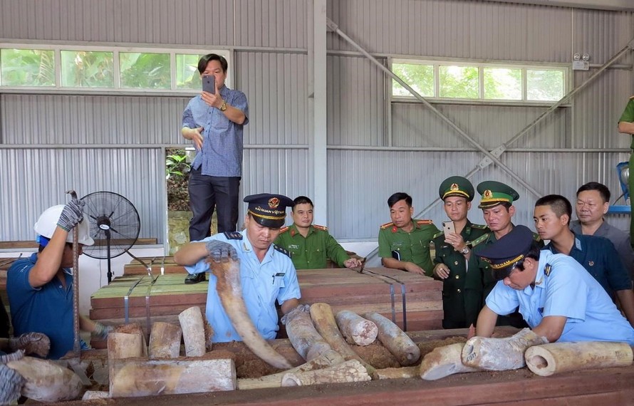 Lực lượng chức năng đang kiểm tra lô hàng, thu giữ nhiều ngà voi được cất giấu trong các hộp gỗ xẻ. (Ảnh: TTXVN)