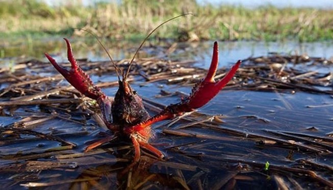 'Tôm càng đỏ Trung Quốc không thể đấu với tôm hùm Việt Nam'