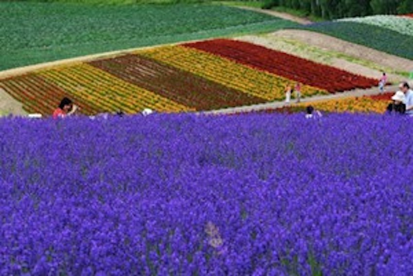 Đi Nhật Bản mùa hoa lavender nở: Những cánh đồng sắc màu