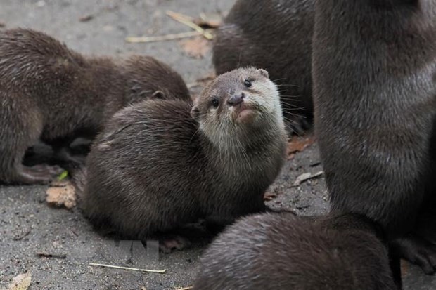 Rái cá tại sở thú Beauval ở Saint-Aignan của Pháp. (Ảnh: AFP/TTXVN)