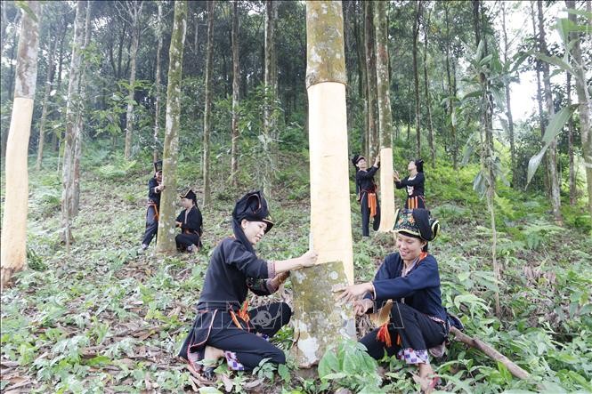 Đồng bào Văn Yên (Yên Bái) không chỉ sản xuất quế truyền thống mà còn thực hiện quy trình sản xuất quế hữu cơ, góp phần nâng cao giá trị cây quế và bảo vệ môi trường. Ảnh: Việt Dũng/TTXVN