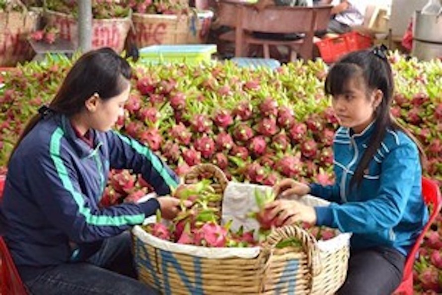 Thanh long, dưa hấu tăng giá trở lại