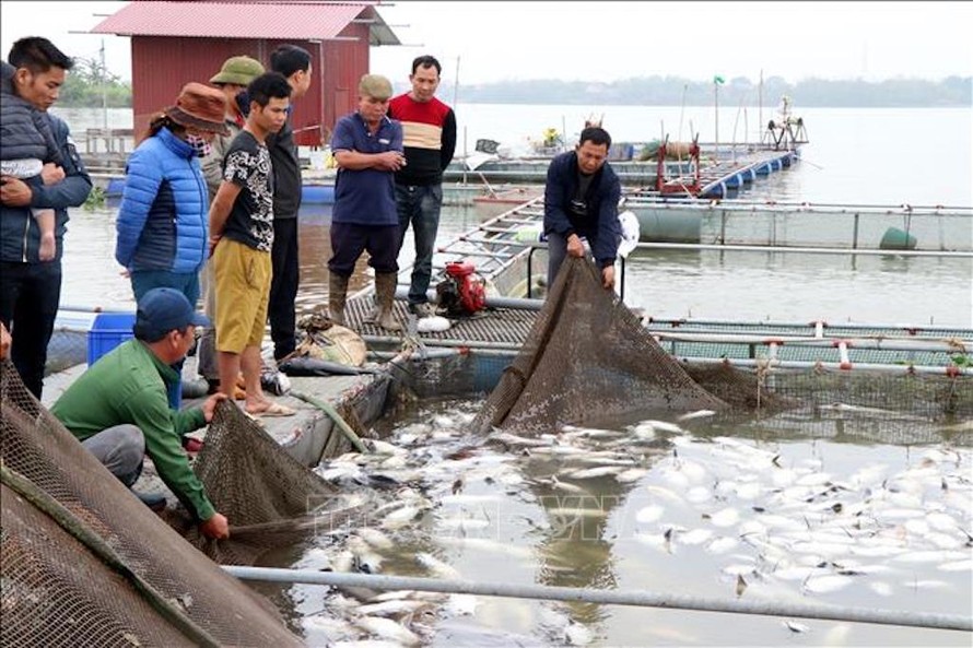 Người dân vớt cá chết để đưa đi chôn lấp, ngày 6/3/2020. 