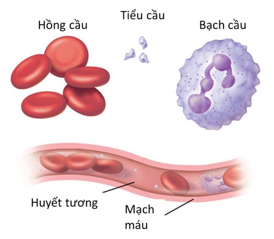 Các thành phần của máu.