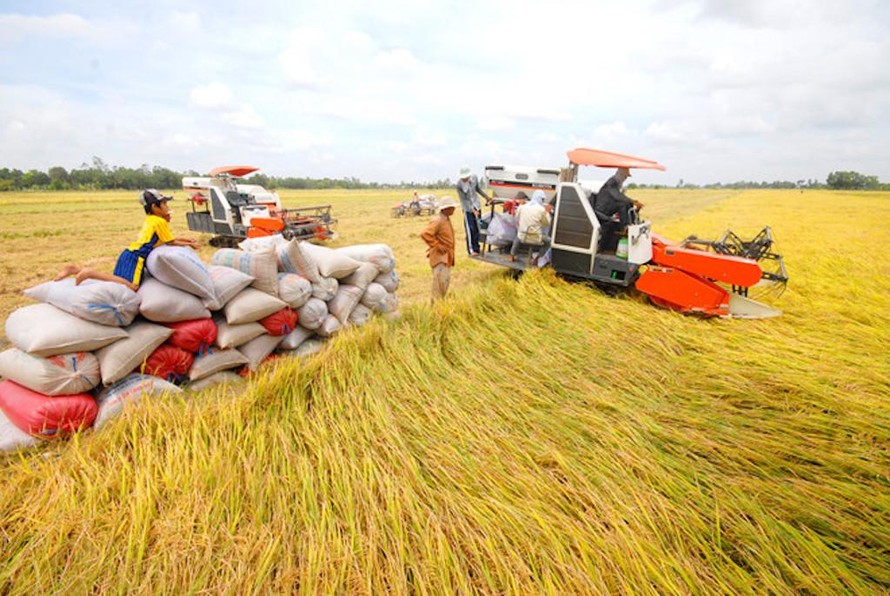 Đảm bảo vốn tín dụng phục vụ thu mua, tạm trữ thóc, gạo tại khu vực ĐBSCL