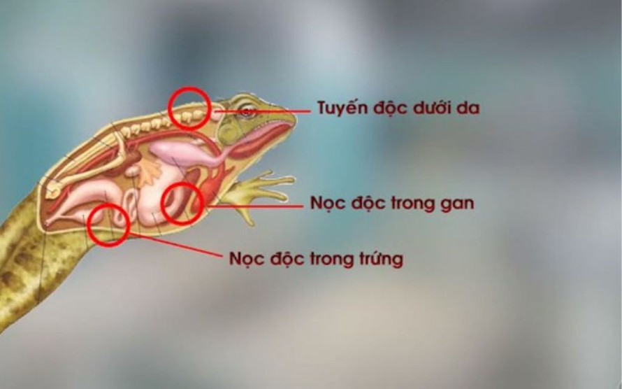 Độc tố có trong thịt cóc. (Ảnh minh hoạ)