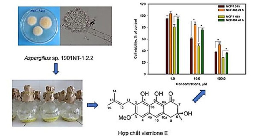 Sơ đồ nghiên cứu thu nhận hợp chất kháng ung thư vismione E từ chủng vi nấm Aspergillus. 