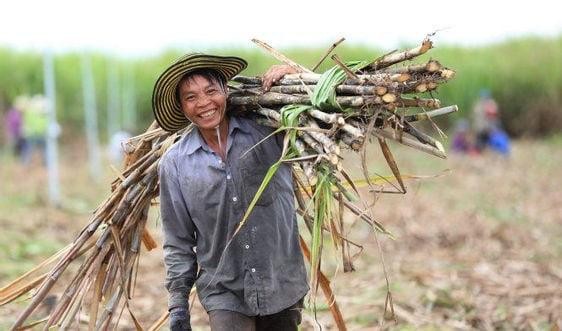 Việt Nam chính thức áp thuế chống bán phá lên 47,64% với đường nhập từ Thái Lan.