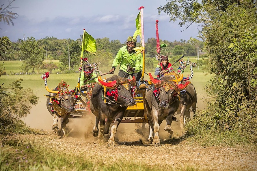 Những con trâu mang theo chiếc cày gỗ truyền thống chạy đua trên những cánh đồng ở đảo Bali, Indonesia. Ảnh: Wikimedia Commons