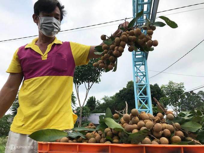 Anh Phạm Văn Nguyên cho biết giá bán dưới 8.000 một ký, trong khi chi phí sản xuất tăng, vụ này gia đình anh lỗ nặng. Ảnh: VnExpress