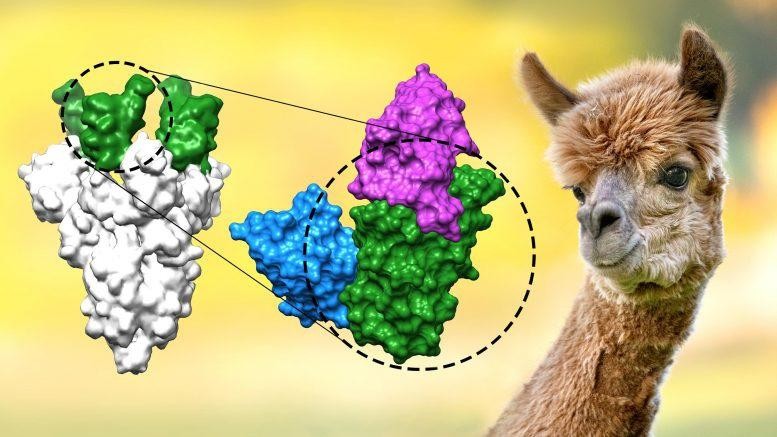 Các kháng thể vừa được phát hiện trên lạc đà Alpaca có khả năng vô hiệu hóa virus tốt gấp 1.000 lần những kháng thể mini đã được phát triển trước đó. (Ảnh: Max Planck Institute for Biophysical Chemistry.)