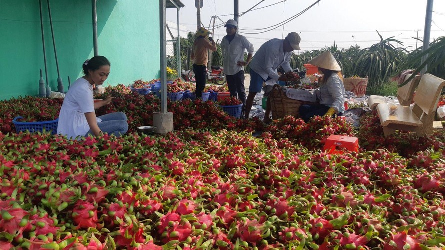 Một vựa thu mua thanh long của Long An. (Ảnh: Báo Long An)