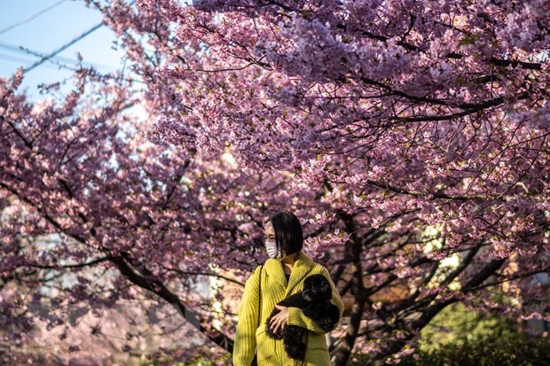 Hoa anh đào nở rộ tại Miura, tỉnh Kanagawa, Nhật Bản, ngày 27/2/2023. (Ảnh: AFP/TTXVN)