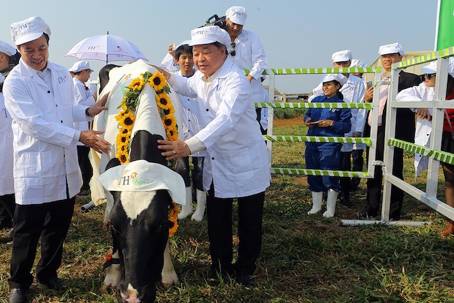 Từ chú bê đầu tiên, trang trại TH chính thức có dòng sữa hữu cơ nguyên liệu.