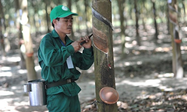 Công nhân Tập đoàn cao su đang làm việc. Ảnh: Báo Đầu tư