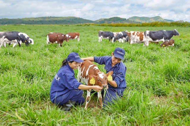 Môi trường làm việc tại trang trại thoáng đãng, trong lành cùng các “cô bò” thân thiện giúp nhân viên tại đây luôn có tinh thần làm việc hăng say