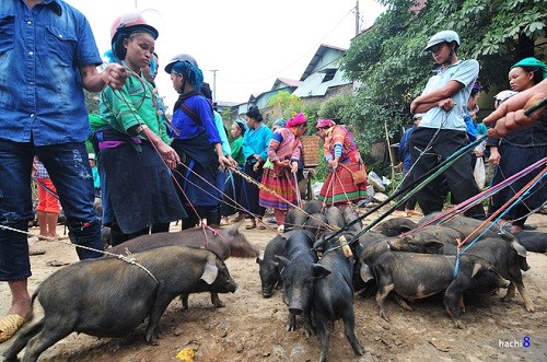 Lợn cắp nách mang xuống chợ, cột dây và tập trung thành một khu để bán. Ảnh: Hachi8