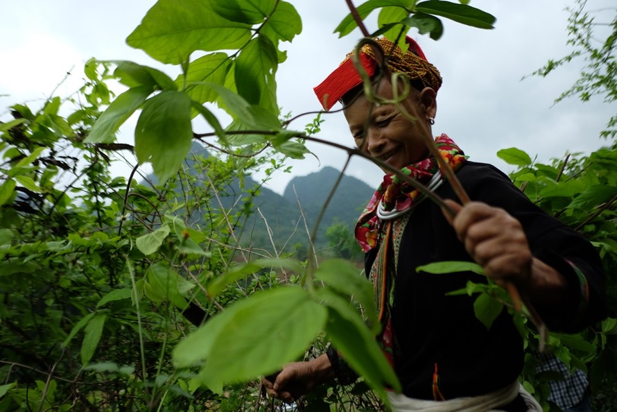 Người Dao trong rừng Hữu Liên