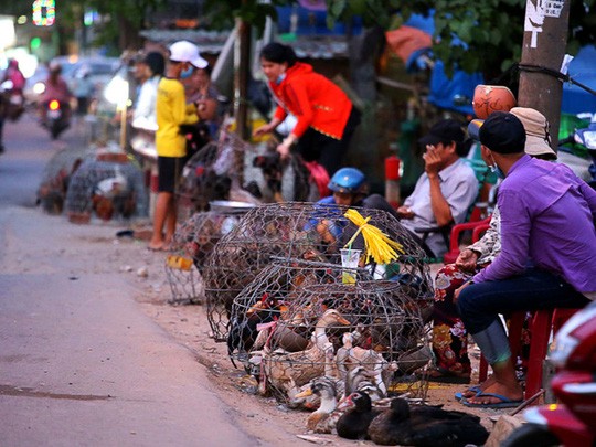 Giá gà giảm khiến nhiều doanh nghiệp lẫn người chăn nuôi gặp nhiều khó khăn. Ảnh: Ngọc Dương