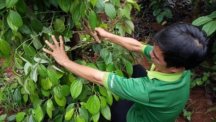 Tiêu tặc" lộng hành khiến người dân lo lắng. Ảnh: H.L