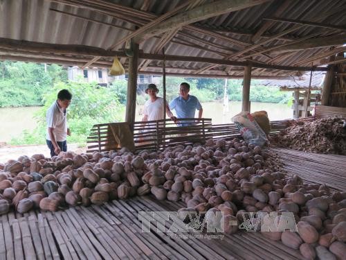 Bí đỏ thu hoạch về chất thành đống nhưng không có thương lái đến thu mua. Ảnh: Quân Trang/TTXVN