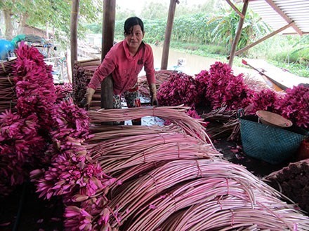 Trồng bông súng đỏ ăn chơi, ai ngờ thu nhập vài chục triệu đồng mỗi năm