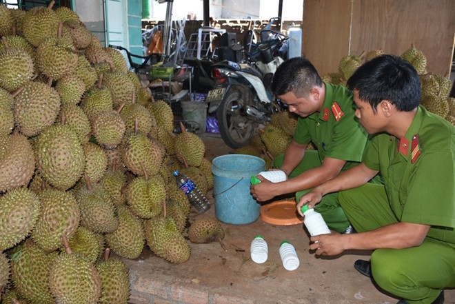 Sầu riêng đã được nhúng qua hóa chất làm chín tại cơ sở của bà Tuyết. Ảnh: Nguyễn Nhật