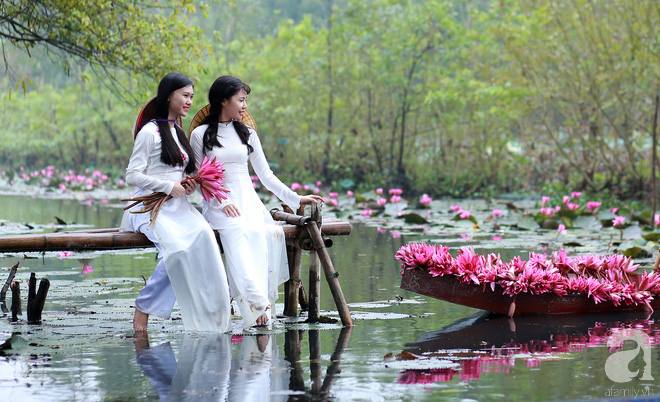 Vẻ đẹp say lòng của hoa súng suối Yến