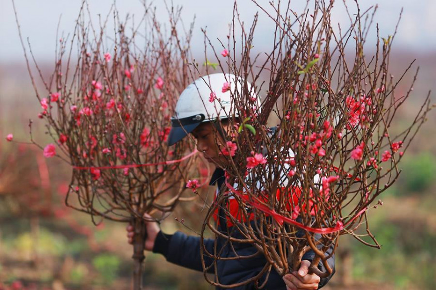 Người trồng đào hồi hộp ngóng rét để hoa bung nở đúng Tết