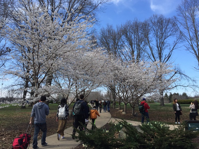 Đại học Illinois chìm trong sắc trắng hồng của hoa anh đào