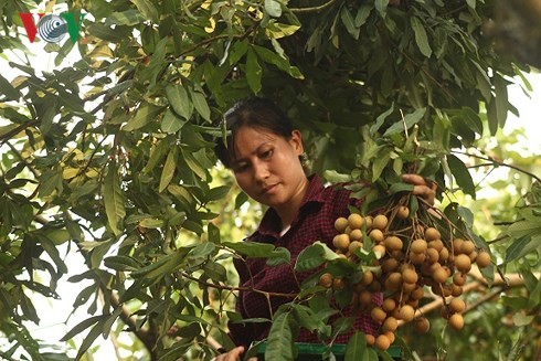 Giá nhãn bán cho thương lái hái xô chỉ dao động từ 10.000 - 12.000/kg