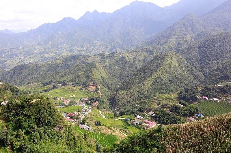 Mùa thu về, lên ngay Fansipan ngắm ruộng bậc thang đã nức thơm hương lúa