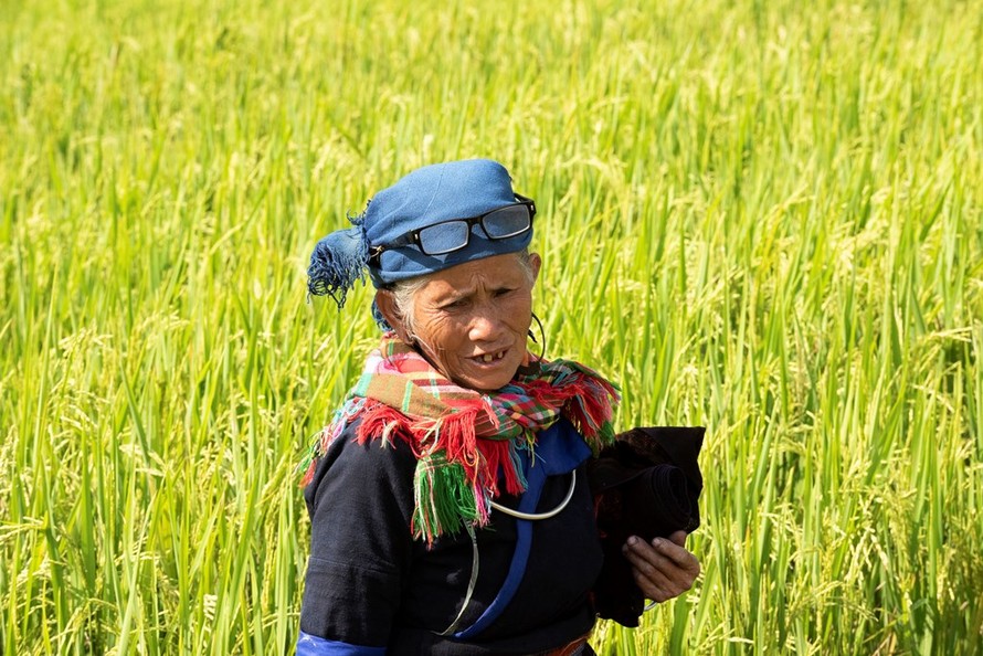 Ruộng bậc thang Mù Căng Chải đồng loạt 'thay áo' trong mùa vàng rực óng 