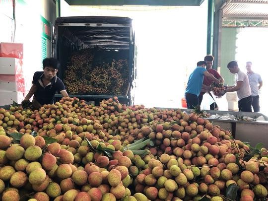 Ngay tại Bắc Giang, vải tươi loại 1 mua tại vườn giá 70.000 đồng/kg