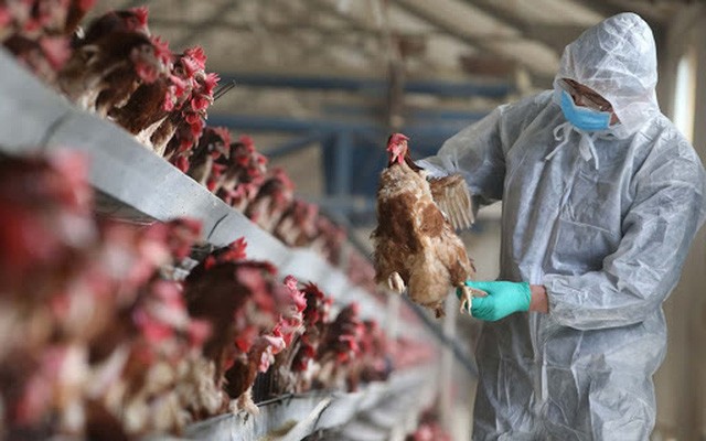 Cúm gà H5N1 bùng phát giữa đại dịch corona