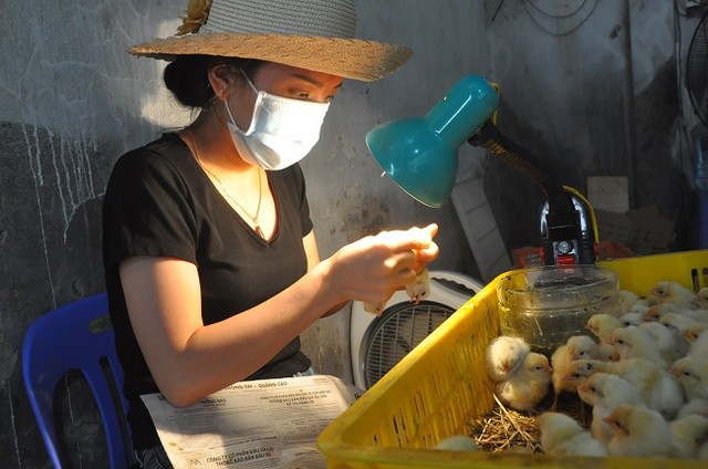 Thợ soi lỗ huyệt gà sẽ có thu nhập từ 1-2 triệu đồng/ ngày, tùy thuộc vào tay nghề và số lượng gà được chọn.